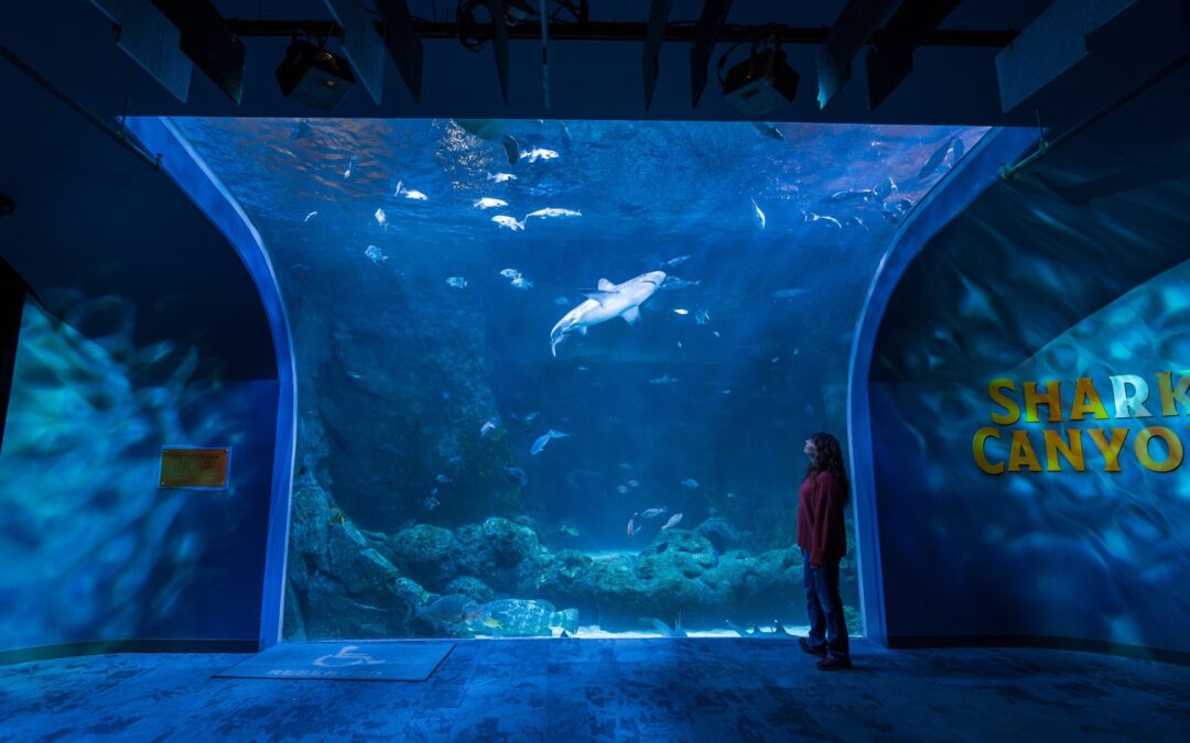 Family-Friendly Things to Do in St. Louis